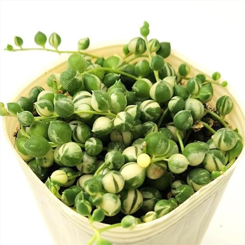 多肉植物 sb斑入りグリーンネックレス 多肉植物 7.5cmポットのサムネイル