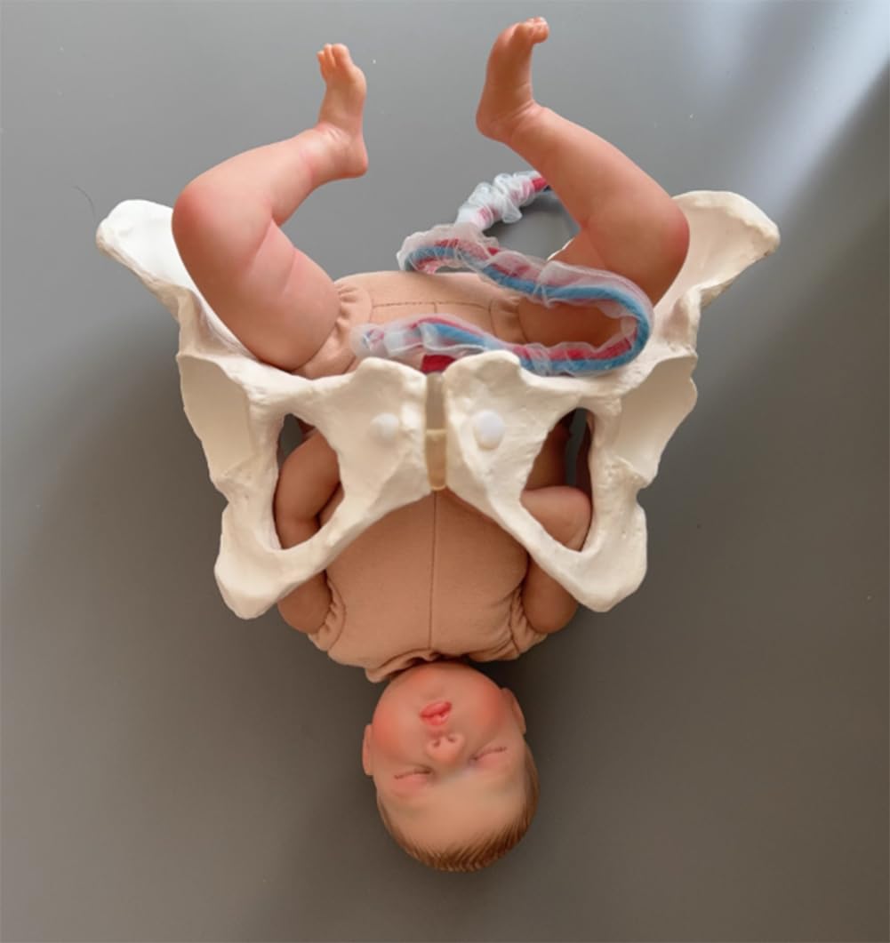 Weibliches Geburtshilfe- Becken Puppe Modell Hebammen Ausbildungs- Modell,Geburts- Modell,Hüftmodell Fetal mit Puppe/Nabelschnur/Amnion/Plazenta/Becken