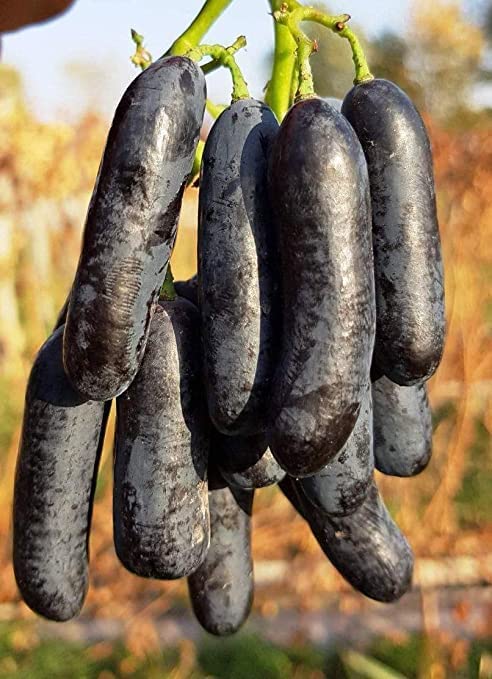 "Moon Drop grapes Fruit plant Seedless all seasons hybrid - 1 Healthy Live Super Yielding Early Fruting Moon Drop grapes Fruit Plant 1 Ft Height in Nursery Grow Bag for Home Garden (B0C34QJLG8) Amazon Price History, Amazon Price Tracker