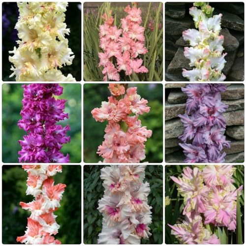 9 piezas bulbos de gladiolo resistentes, tubérculos de gladiolo, bulbos de floración temprana, flores de primavera bulbos de gladiolo (Gladiolus gandavensis) flores de balcón plantas