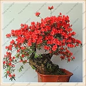 Semi di Sakura giapponese dell’albero dei bonsai. Rari fiori di ciliegio giapponese Semi di fiori in bonsai, rosa Prunus Serrulata 15 semi/confezione: Only Seeds