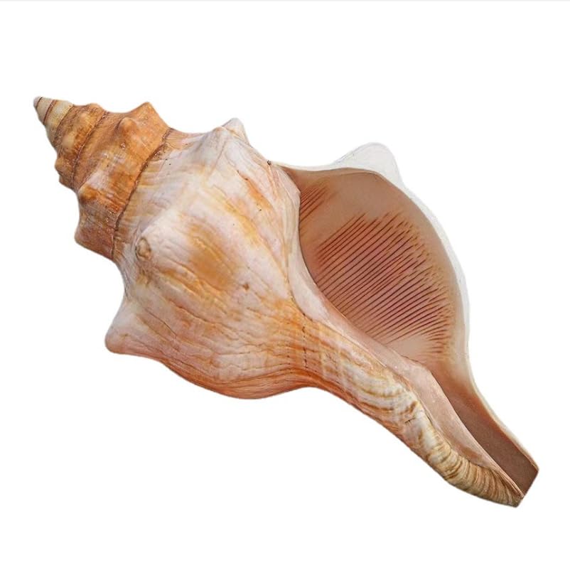 Amazon.com: Giant Natural Conch Shell, Striped Fox Conch Seashell 1 ...
