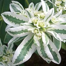 EUPHORBIA VARIEGATA NR.50 SEMI