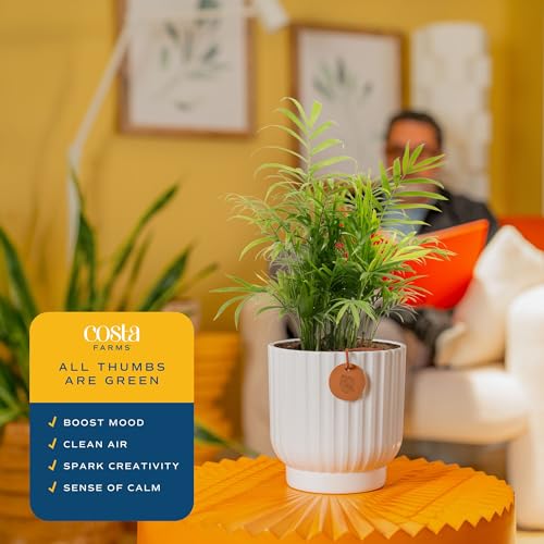 Image of Costa Farms Parlor Palm, Neanthebella, Easy to Grow Houseplant Potted in Decor Plant Pot, Everyday Gift for Mom, For Wife, From Daughter, Son, Room or Home Decor, 1 Foot Tall