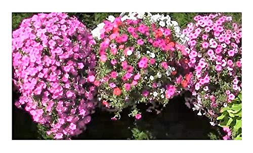 Stk - 30x Duftende Petunien Blumen Pflanzen - Samen A46 - Seeds & Plants Shop by Ipsa