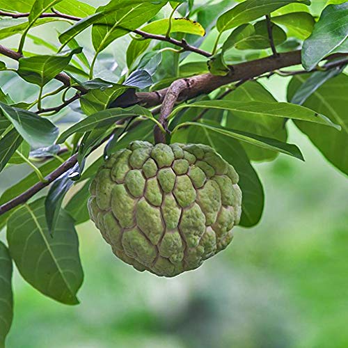 PLANTOGALLERY Plant Seeds |Custard Apple – Shareefa Plant Seeds For Garden (10 Seeds Pack) (B09B2MQ7DX) Amazon Price History, Amazon Price Tracker