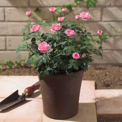 Amazon 日比谷花壇 花鉢 ミニバラ コンテナ ピンク 寄せ植え ギフト プレゼント 誕生日 記念日 食器 グラス カトラリー オンライン通販