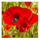 David's Garden Seeds Flower Poppy Corn SL1611 (Red) 500 Non-GMO, Heirloom Seeds