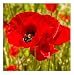 David's Garden Seeds Flower Poppy Corn D1611 (Red) 1000 Open Pollinated Seeds