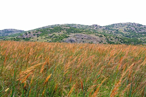 1000 Indiangrass Indian Grass Seeds Native Prairie Wildflower Clumping Ornamental #TOP2