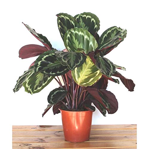 Calathea o calatea Medallion (maceta 19 cm Ø)