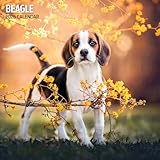 calendario tradizionale 2026 beagle