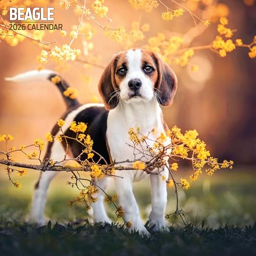 Beagle Traditioneller Kalender 2026