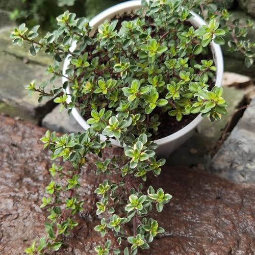 timo strisciante semi di selvatico medicinali selvatico, autunno, perenne primavera giardino balcone giardino bonsái 2000pcs