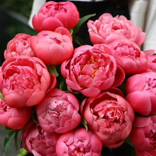 3 unidades de peonías cebollas resistentes al invierno, tubérculos de peonía, decoración para salón, peonía bonsai (Paeonia suffruticosa) regalos inusuales, invernaderos de balcón, plantas de jardín