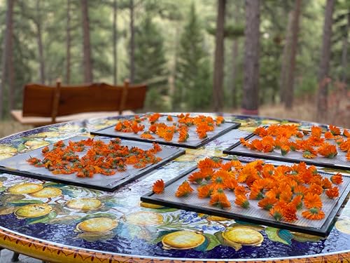 Aromatics International Calendula Hydrosol 100ml | Gentle Aromatic Mist for Daily Use - Image 4