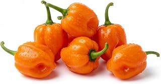 Fresh Habanero Chili 1 Pound