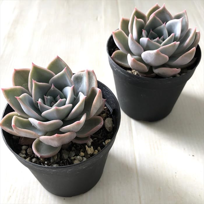 Amazon.co.jp: Succulent Plants SK Echeveria, Piona x