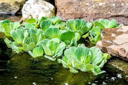 Aquatic plants Pistia live plant for pond||water lettuce live plant for Home Garden Pack of 10