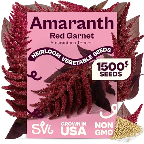 SVI 1500 Red Garnet Amaranth Seeds (Amaranthus Tricolor) Josephs Coat Plant Seed Packets Bulk Deep Red Amaranthus Flower Heirloom Vegetable Seeds for Outdoor Garden Vegetable Garden Containers