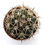 cactus melocactus matanzanus La restituzione della merce non è disponibile
