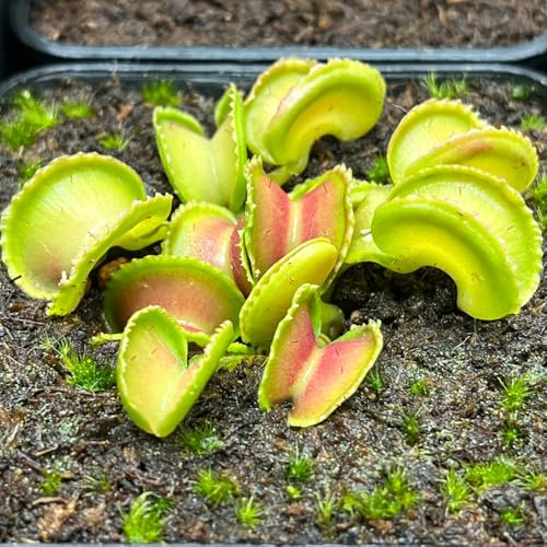 Semillas para trampas para Moscas, Moscas carnívoras Cobertura del Suelo, perenne Resistente Venus atrapamoscas, Raras, decoración de salón Resistentes 55pcs