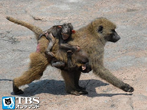 ~広島安佐動物園編~