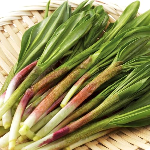 kCY VR s҂ɂɂ 4kg (①i) t̖o R̍K MEWjjN Lgs ACklM sґf kC R 