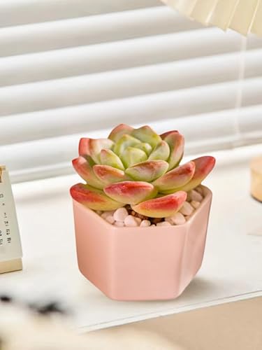Miniatura 4 de Echeveria - Plantas suculentas vivas raras de color verde hielo, planta viva rosa de 1 cabeza de 3.5 pulgadas, paquete sin maceta y tierra,