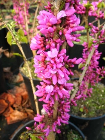 chinesischer Judasblattbaum Cercis sinensis Avondale 80-100 cm hoch im 5 Liter Pflanzcontainer