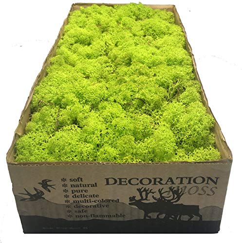 MosBiz Islande mousse de renne pour décorations, peintures de mousse, murs de mousse, artisanat et fleurs et pièces de Noël (vert printanier)