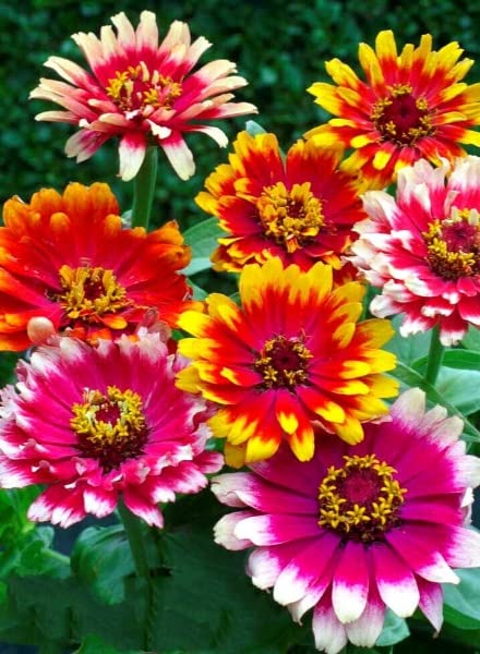 Buy4seeds 50 Seeds Zinnia elegans Dwarf Swirls Large Bicolor Flowers with White Tips