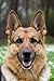 CreateSpace Independent Publishing Platform German Shepherd: Artified Pets Journal/Notebook/Diary, 6