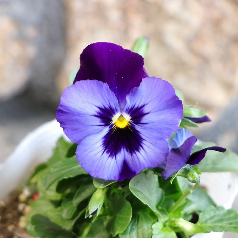 g7molin様専用 ビオラ♡パンジー 6苗 【公式通販】