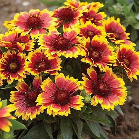 "Blanketflower" Common Gaillardia Indian Perennial Flower Seeds, 500+ Premium Heirloom Seed, (Gaillardia Aristata), 95% Germination, (Isla's Garden Seeds), Non Gmo Seeds, Great Flower Garden Gift #TOP3