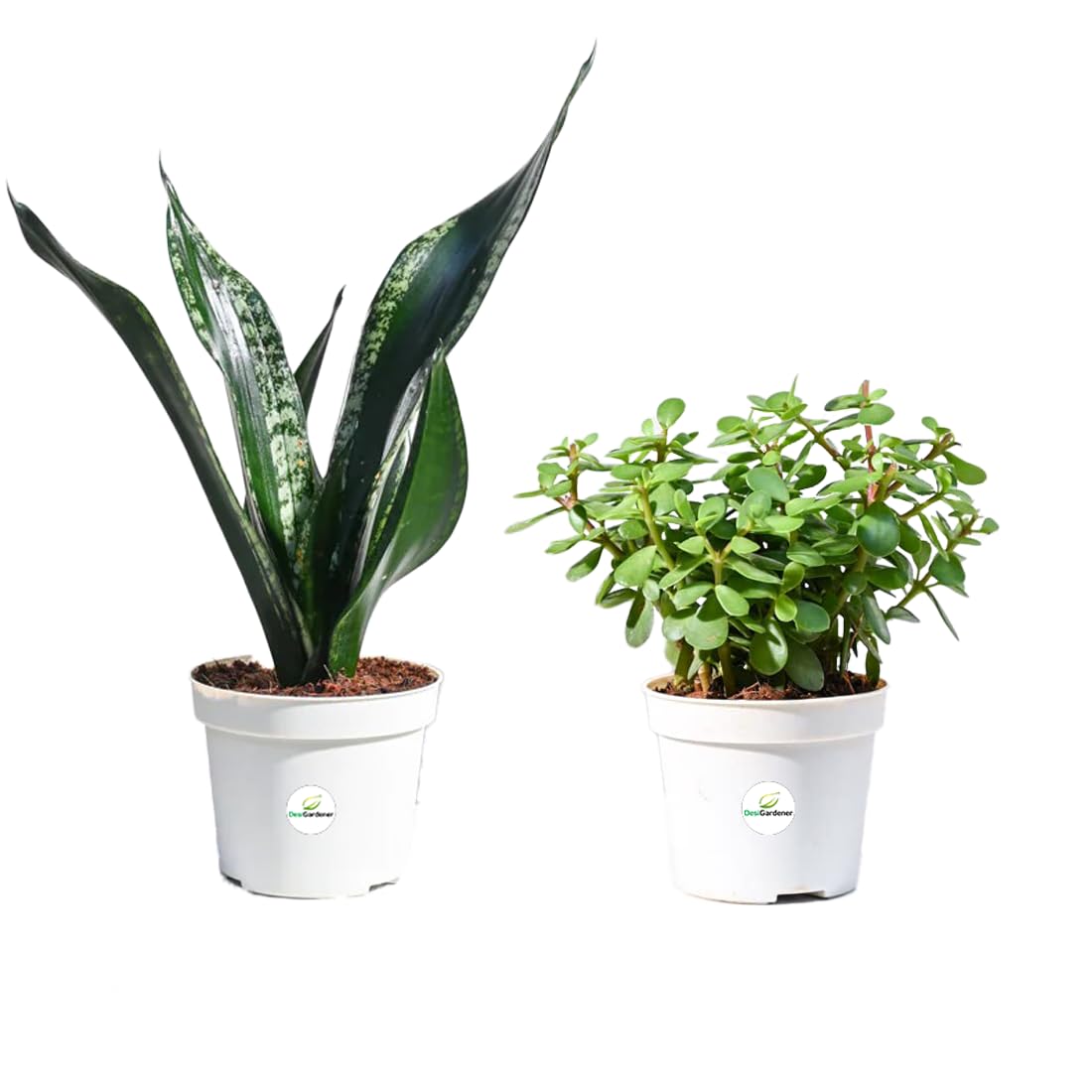 Lalthra Hanging Grass Plant - Easy Indoor Outdoor Decor -11