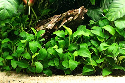 Aquatic Discounts - 3 Types Of Easy / Beginner Live Aquarium Plants - Anubias + Hornwort + Amazon Sword Buy2Get1Free! #TOP7