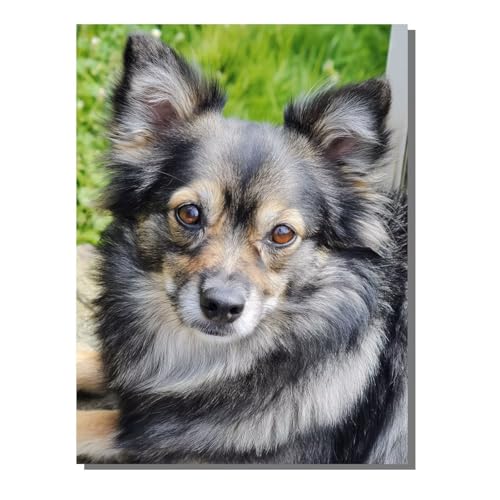 G  hG (t[X) l̎q̂߂̃Mtg ŃyCg SҌ LbgŃyCg fW^G  80x110 cm uV36ANG̋Ă܂ DIY Paint by Numbers rO[ C