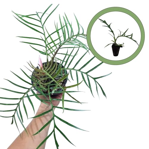 Tortum Starter Plant