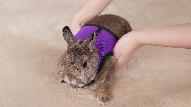 Amazon.com : Niteangel Adjustable Soft Harness with Elastic Leash