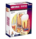 Melleco 4Dパズル人間のトリプルルートモルタル歯の解剖学的研究シリーズ3DモデルNEW