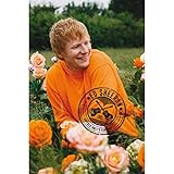 GB eye - ED SHEERAN Poster Champ de roses (91,5 x 61 cm)