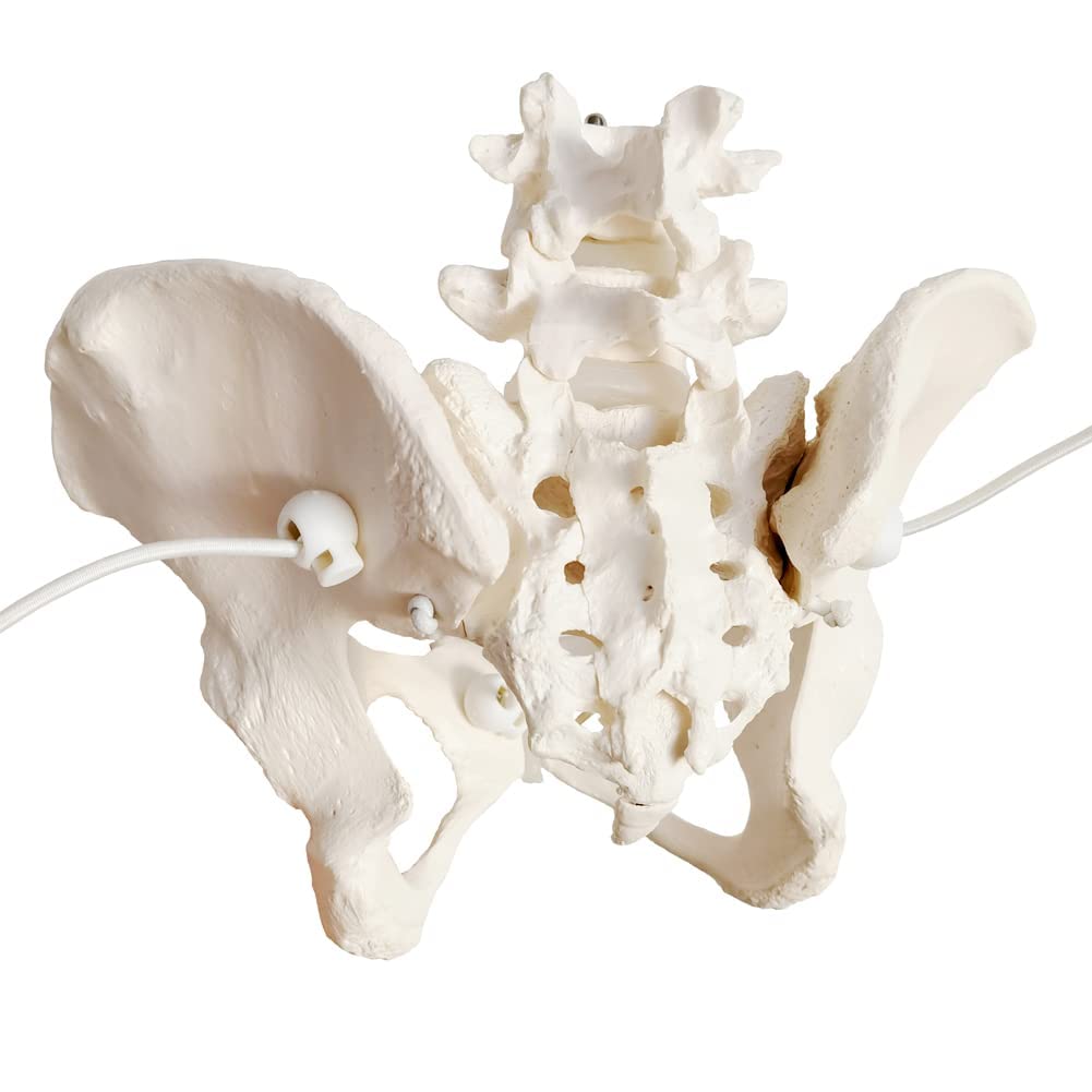 EVOTECH SCIENTIFIC Modello pelvico Femminile Flessibile Su Elastico, Modello Anatomico Medico