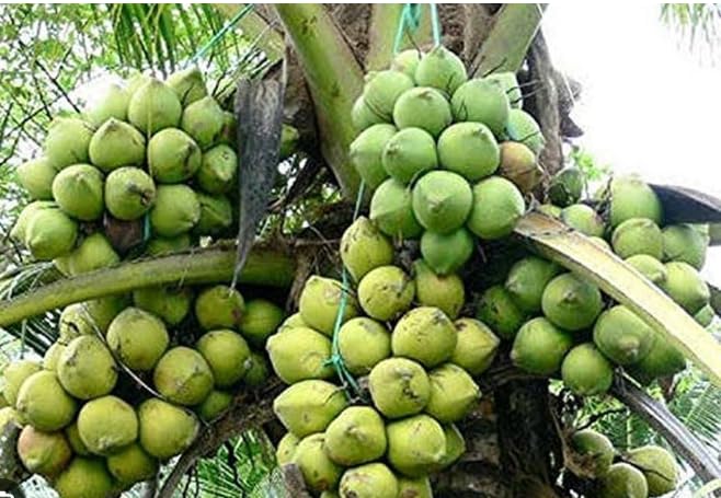 See full amazon price history chart for Roottrick Hybrid Rare Coconut Live Plant Dwarf Coconut Live Plant - Leaf Green Coconut Live Plant Kerala Nature Coconut Tree Plant Roottrick Hybrid Rare Coconut Live Plant Dwarf Coconut Live Plant - Leaf Green Coconut Live Plant Kerala Nature Coconut Tree Plant (B0CJYBQB4Q) Amazon Price History, Amazon Price Tracker