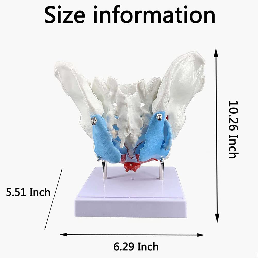 Modello di scheletro pelvico femminile a grandezza naturale, modello anatomico medico staccabile con muscoli del pavimento pelvico per pratica infermieristica e educazione alla salute
