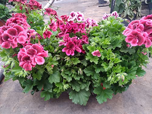 Geraneo Pack 6 Plantas Naturales (PELARGONIUM GRANDIFLORUM) maceta de 13 cm Cover