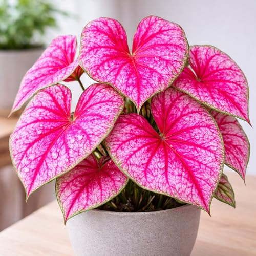 Pink Pony Caladium Bulbs for Planting – Hot Pink Tropical Foliage with White Veins – Shade Garden & Container Plants – Easy to Grow Summer Bulbs (2 Bulbs)