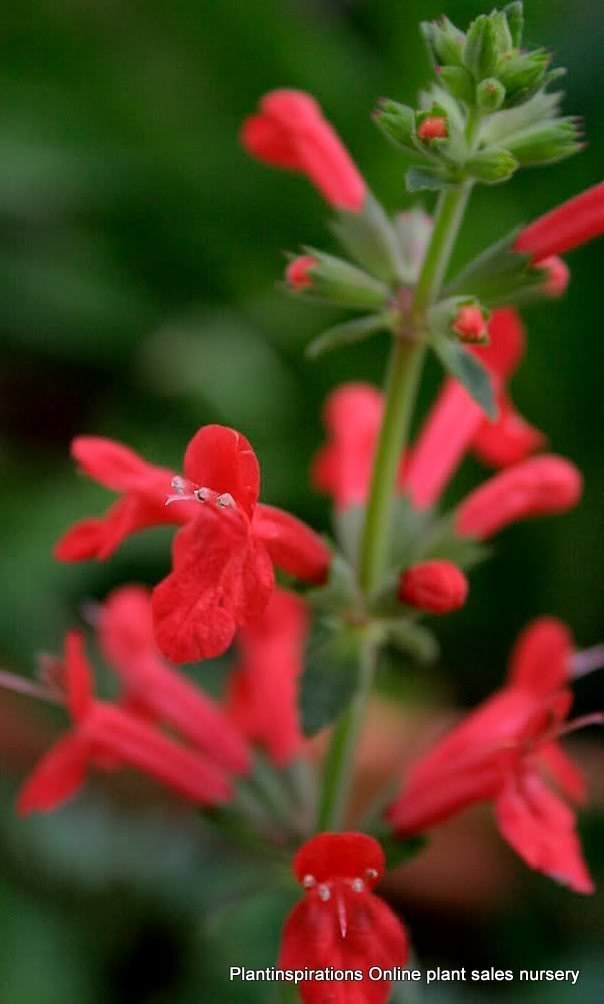 10 PINEAPPLE SAGE Red Salvia Elegans Herb / Flower Seeds *Comb S/H (B01NBMZDAC) Amazon Price History, Amazon Price Tracker