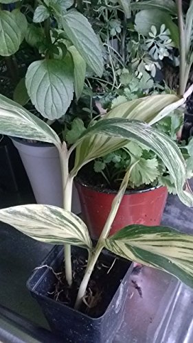 9EzTropical -Variegated Shell Ginger - 1 Plants/Bulbs - 4' to 8' Tall - Ship in 3' Pot