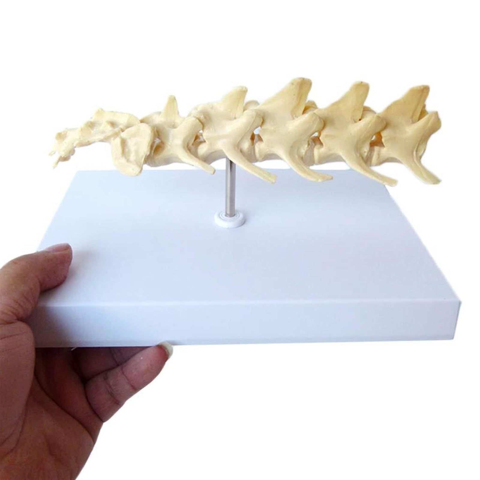 WlP Hunde-Lendenwirbel-Modell, Hunde-Skelett-Modell, Hunde-Wirbelsäulen-Modell, Hundeknochen-Wirbel-Anatomisches Modell, Medizinische Lehr-Demonstrationshilfe for Haustiere
